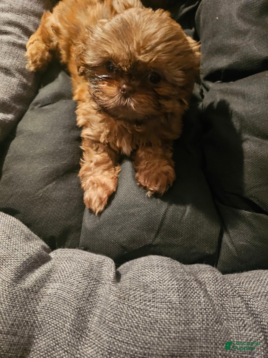 Shih Tzu dogs for sale: Not Named Yet - Image 1