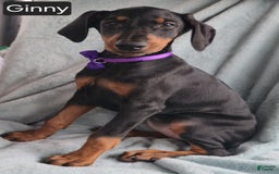 Doberman Pinscher dogs for sale: Ginny - Image 5