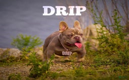 French Bulldog dogs for sale: Luna - Image 5
