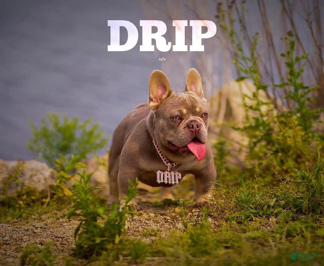 French Bulldog dogs for sale: Luna - Image 5