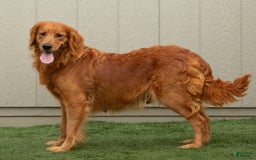 Goldendoodle dogs for sale: Rusty - Image 5