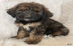 Bernedoodle dogs for sale: Mango - Image 4