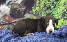 Catahoula Leopard Dog dogs for sale: Luna 2025 Male 1 - Image 2