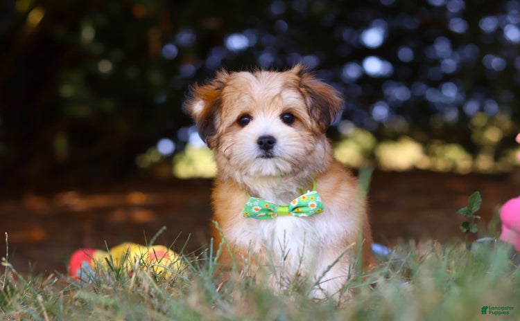 Morkie dogs for sale - Ad 3
