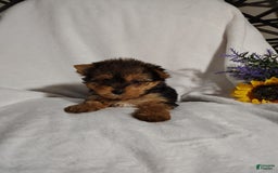 Yorkshire Terrier dogs for sale: Seraphina - Image 6