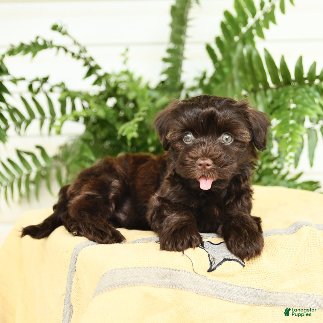 Havanese dogs for sale: Leo - Image 3