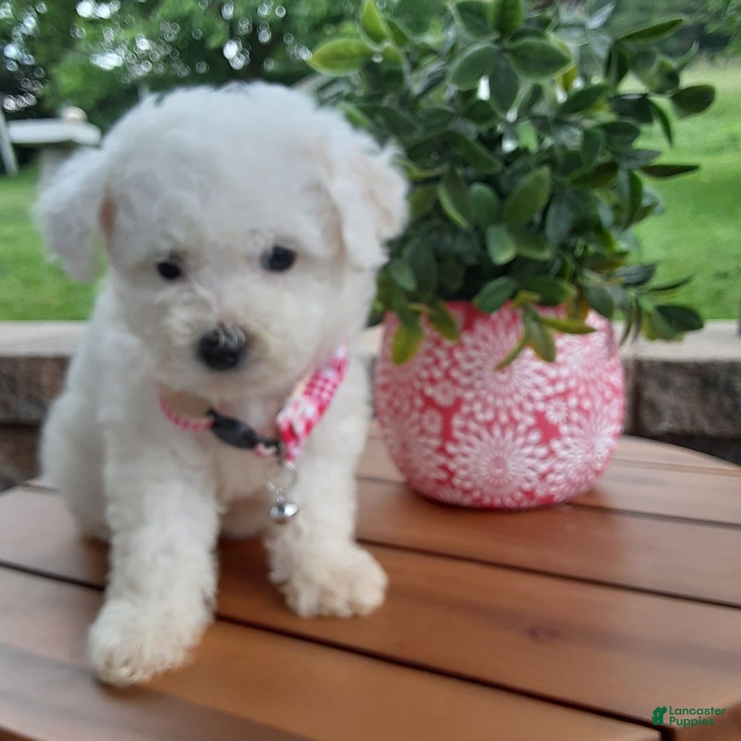 Bichpoo dogs for sale: Gigi - Image 4