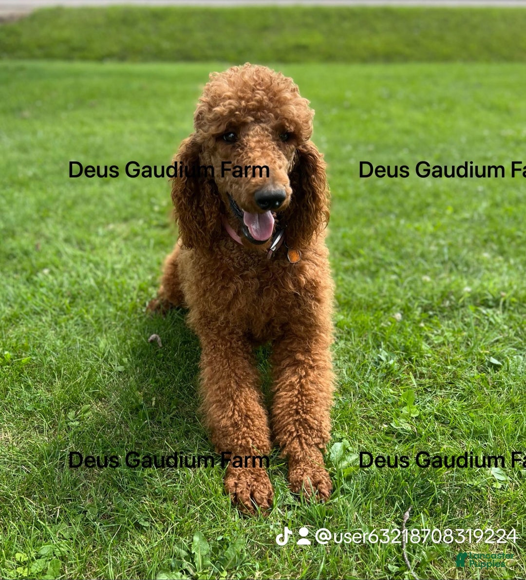 Standard Poodle dogs for sale: Tucker - Image 12