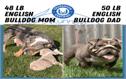 English Bulldog dogs for sale: Hunter - Image 2