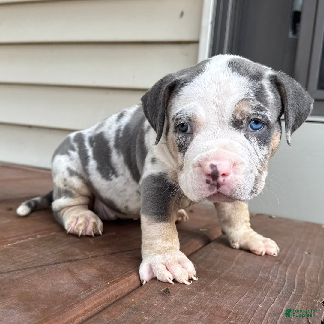 American Bully dogs for sale: Ramona - Image 5