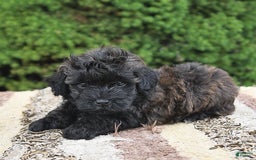 Havapoo dogs for sale: Lark - Image 6