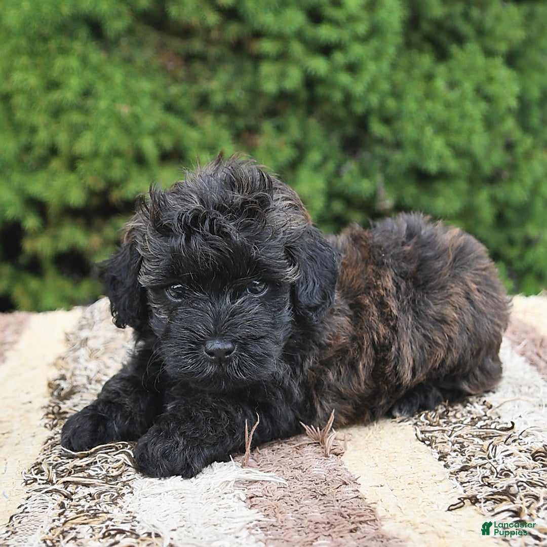 Havapoo dogs for sale: Lark - Image 6