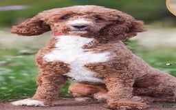 Mini Aussiedoodle dogs for sale: Ruger - Image 7