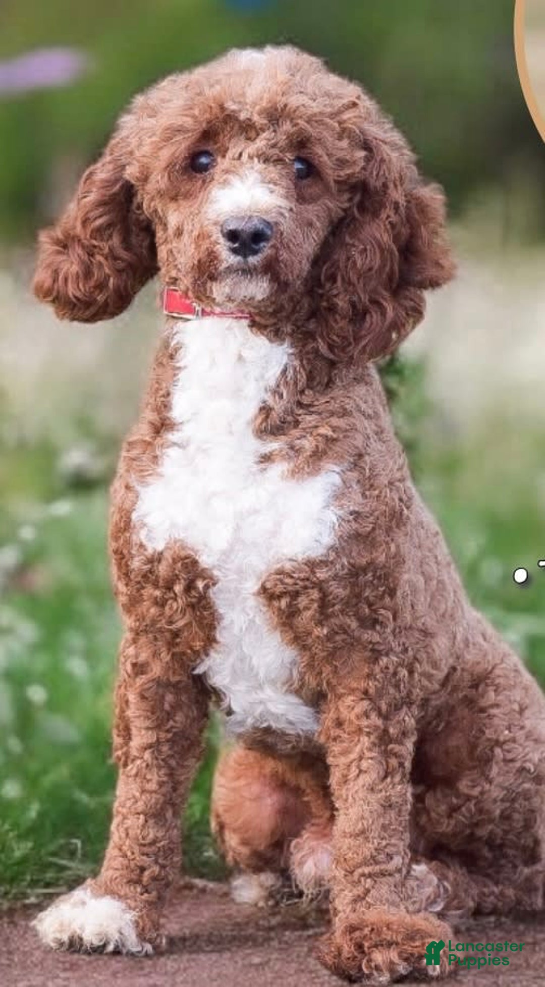 Mini Aussiedoodle dogs for sale: Ruger - Image 7