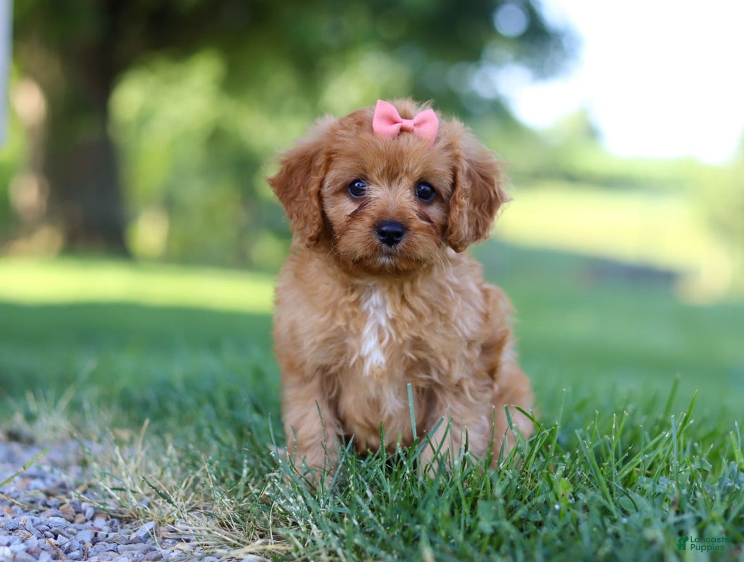 Cavapoo dogs for sale: Missy - Image 2