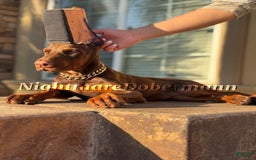 Doberman Pinscher dogs for sale: Buchana - Image 1