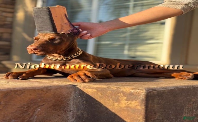 Doberman Pinscher dogs for sale - Ad 5