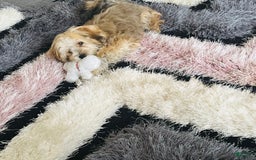 Morkie dogs for sale: Jayce - Image 4