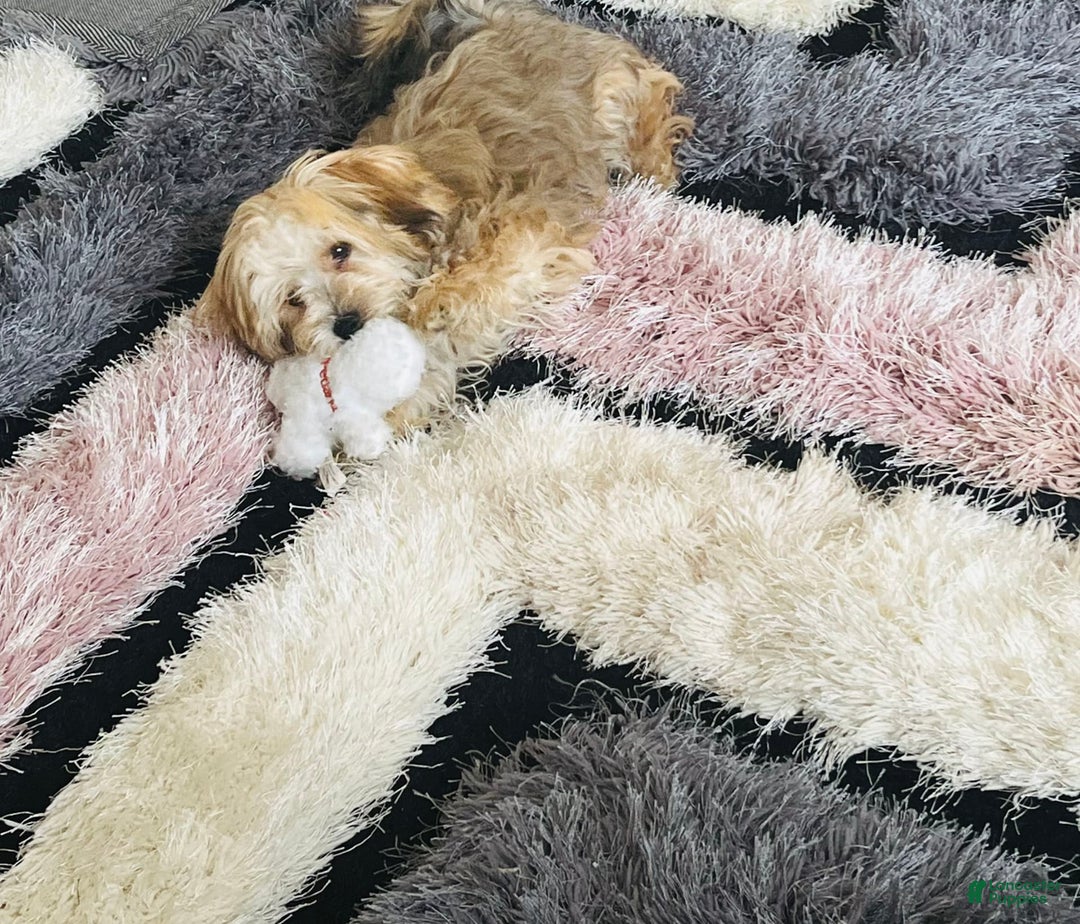 Morkie dogs for sale: Jayce - Image 4