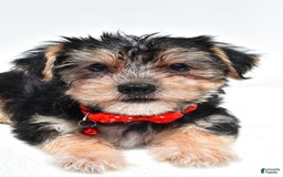 Morkie dogs for sale: Milo - Image 4