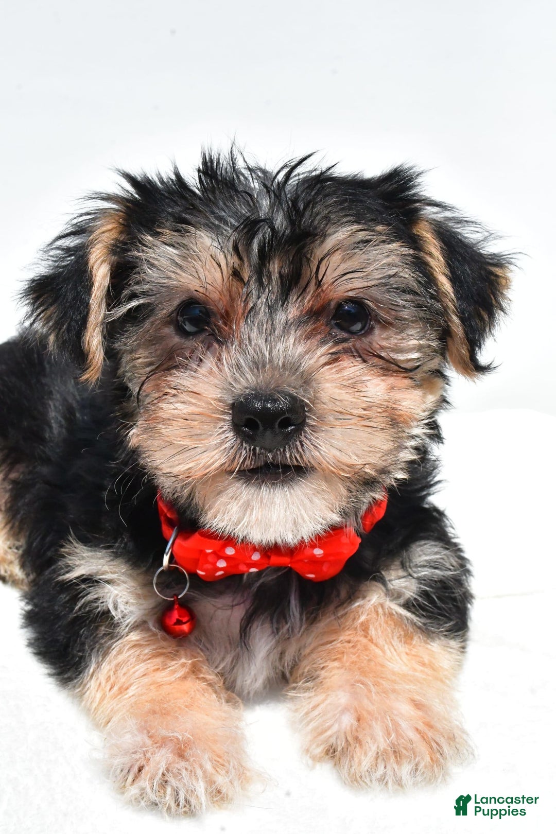 Morkie dogs for sale: Milo - Image 4