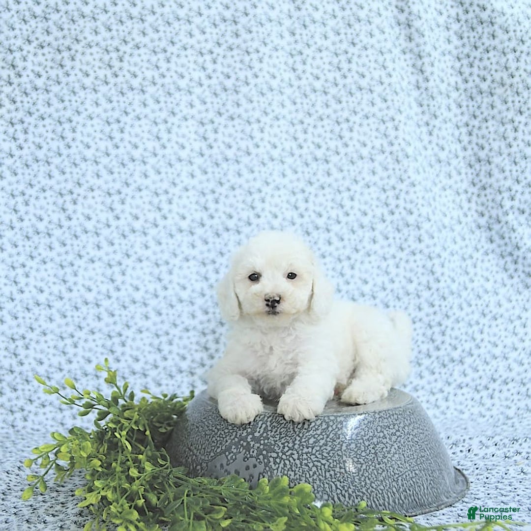 Mini Goldendoodle dogs for sale: Sophie - Image 5