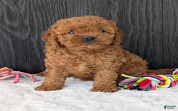 Cavapoo dogs for sale: Ginger - Image 7