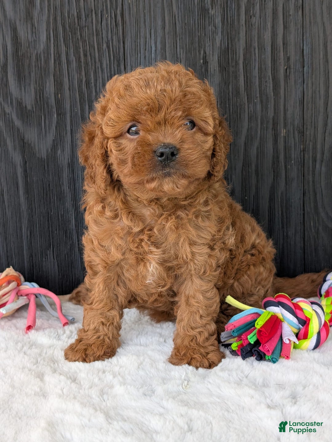 Cavapoo dogs for sale: Ginger - Image 7