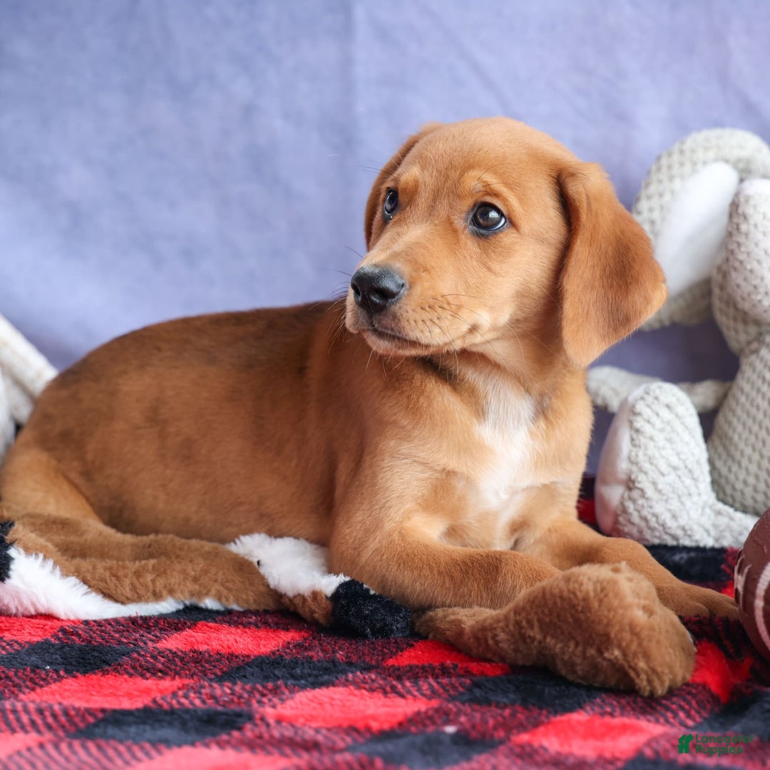 Beagle dogs for sale: Charlie - Image 13