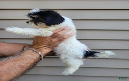 Teddy Bear dogs for sale: Ted - Image 2