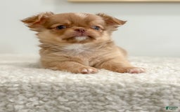 Chihuahua dogs for sale: Snickers - Image 19
