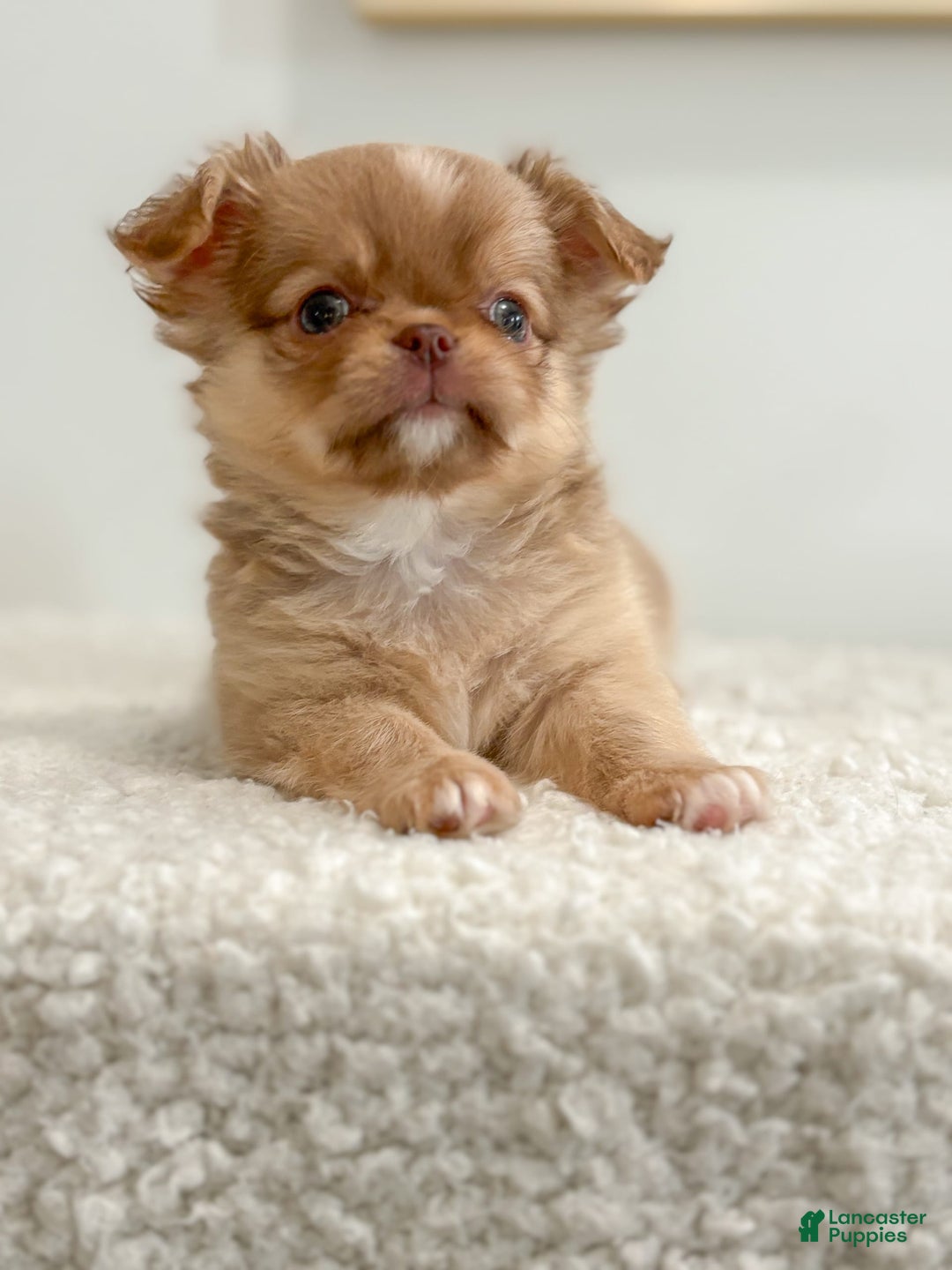 Chihuahua dogs for sale: Snickers - Image 19