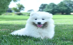 Samoyed dogs for sale: Blake - Image 1