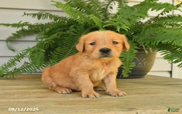 Golden Retriever dogs for sale: Merlin - Image 4