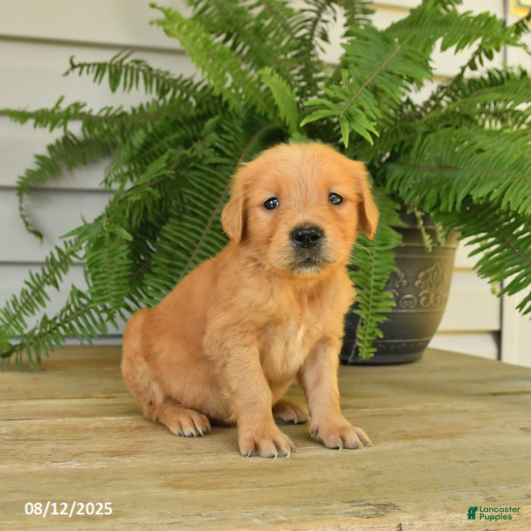 Golden Retriever dogs for sale: Merlin - Image 4