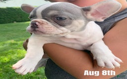 French Bulldog dogs for sale: Rosie - Image 2