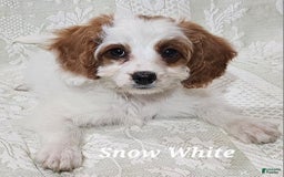 Cavapoo dogs for sale: Cavapoo 2 puppies - Image 7