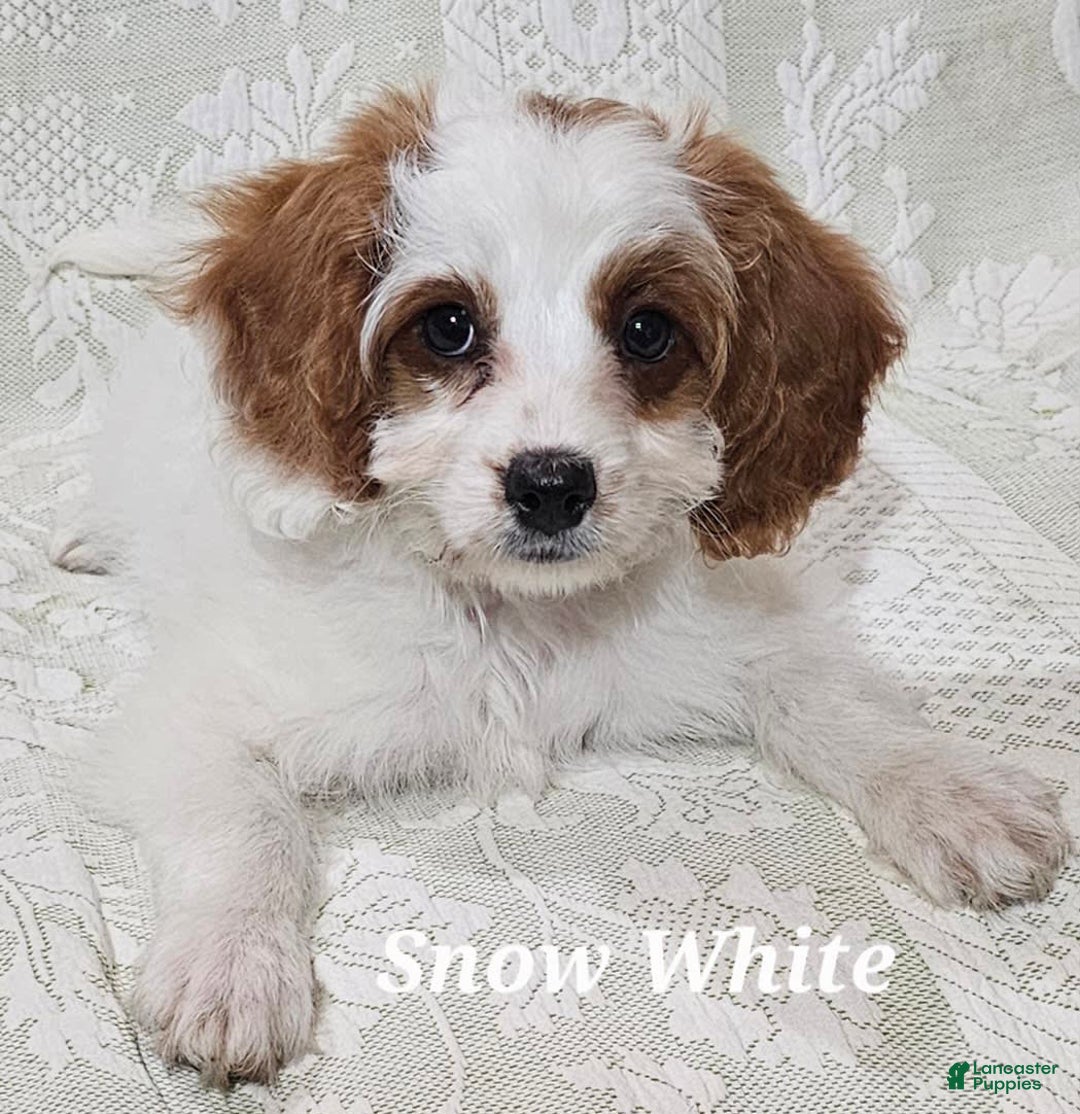 Cavapoo dogs for sale: Cavapoo 2 puppies - Image 7