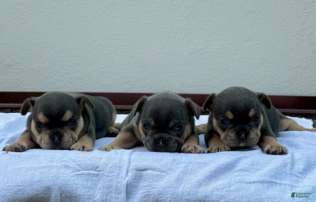 French Bulldog dogs for sale: Hilda - Image 5
