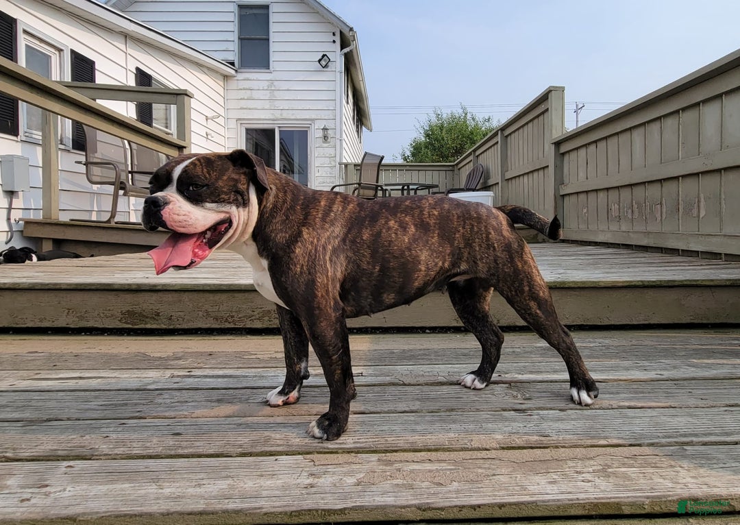 Olde English Bulldogge dogs for sale: Roger - Image 26