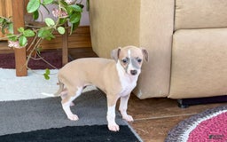 Italian Greyhound dogs for sale: Trina - Image 14