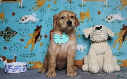 Golden Retriever dogs for sale: Rufus - Image 14