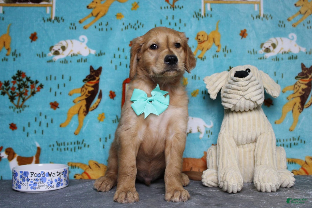 Golden Retriever dogs for sale: Rufus - Image 14