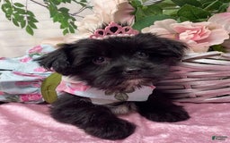 Shorkie dogs for sale: Little Mercedes - Image 8