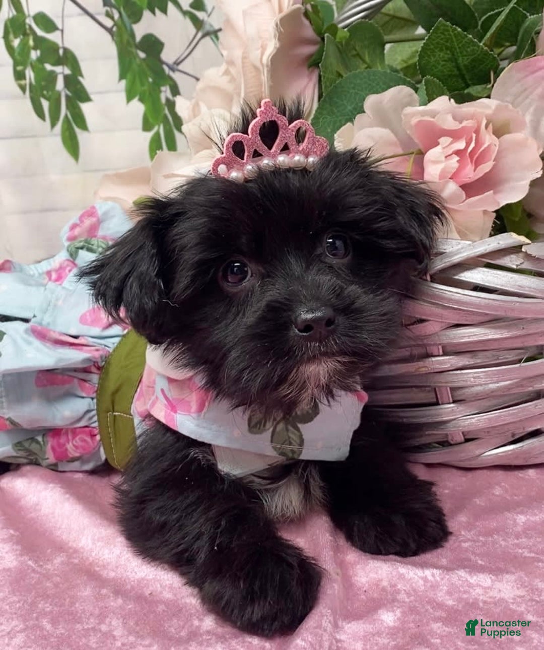 Shorkie dogs for sale: Little Mercedes - Image 8