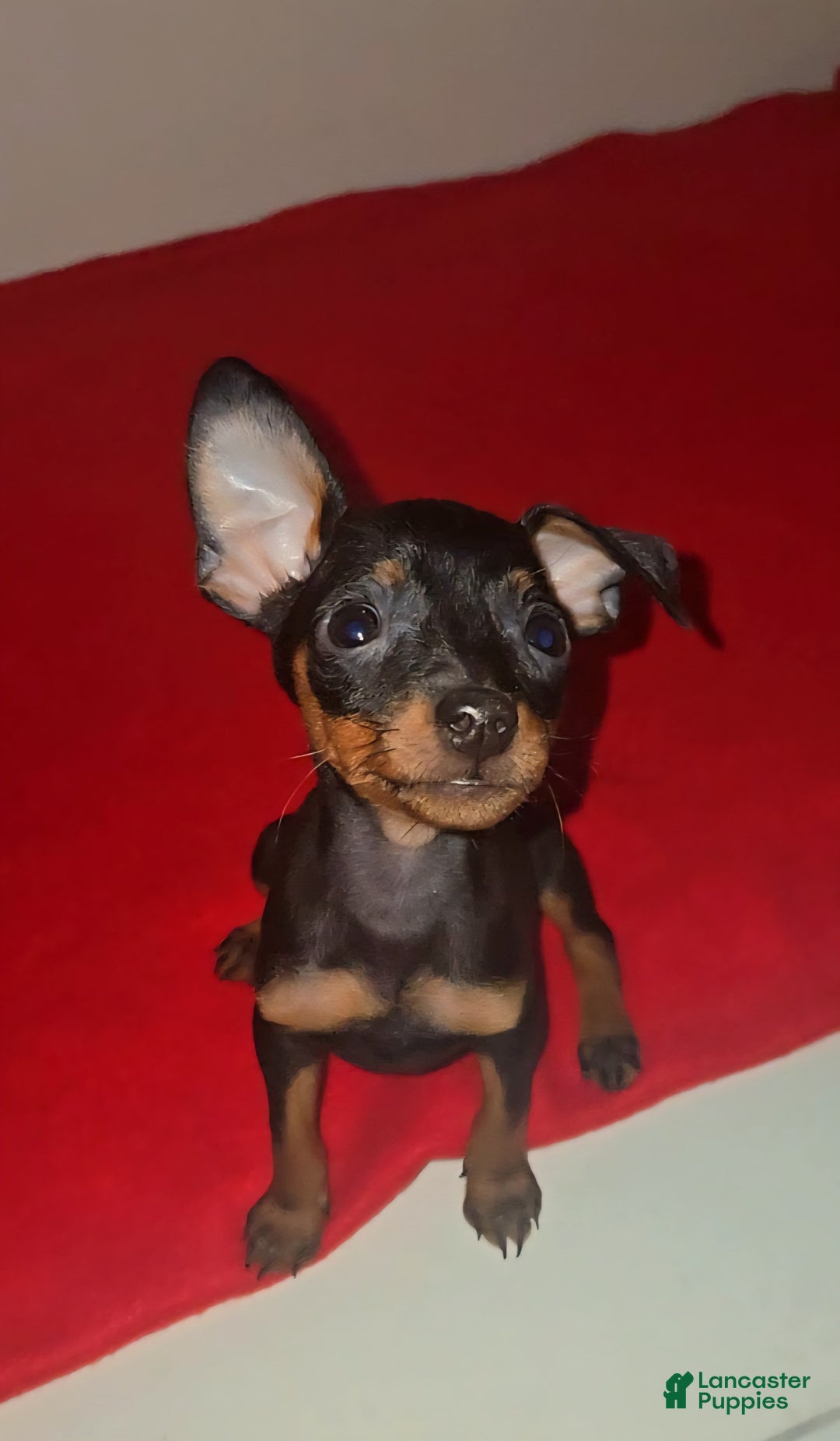Miniature Pinscher dogs for sale: Xena - Image 3