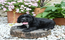 Cocker Spaniel dogs for sale: Cobalt - Image 1