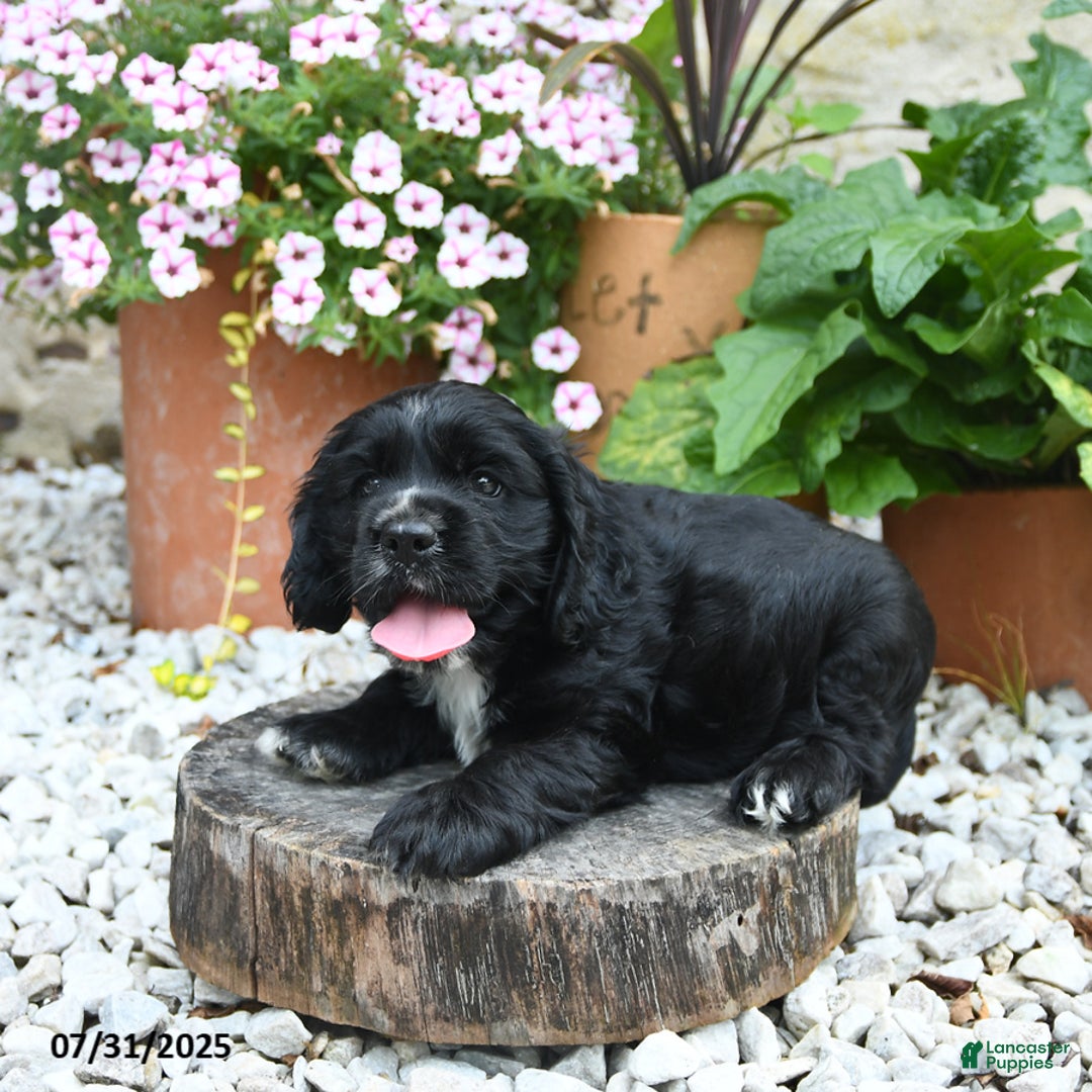 Cocker Spaniel dogs for sale: Cobalt - Image 1
