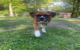 Boxer dogs for sale: Zj - Image 2