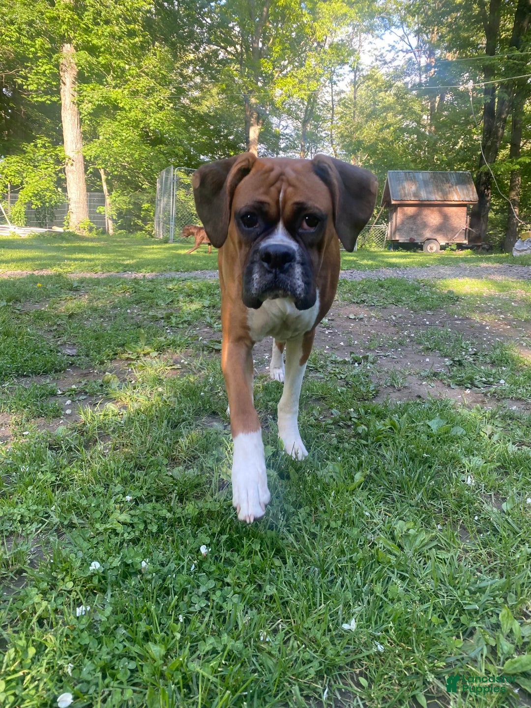 Boxer dogs for sale: Zj - Image 2